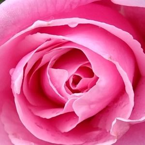 Meet your Posher, Benjamin